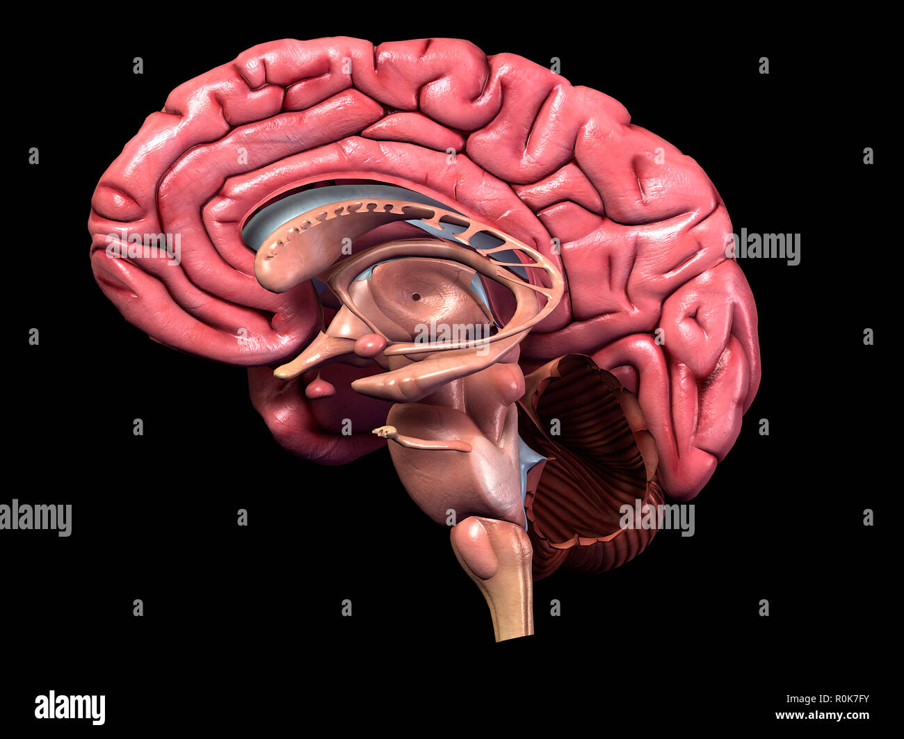 Menschliche Gehirn, Sagittalschnitt. Stockfoto