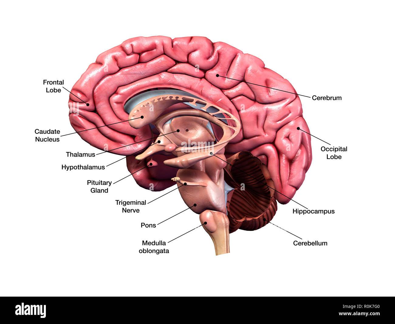 Menschliche Gehirn, Sagittalschnitt mit Etiketten. Stockfoto