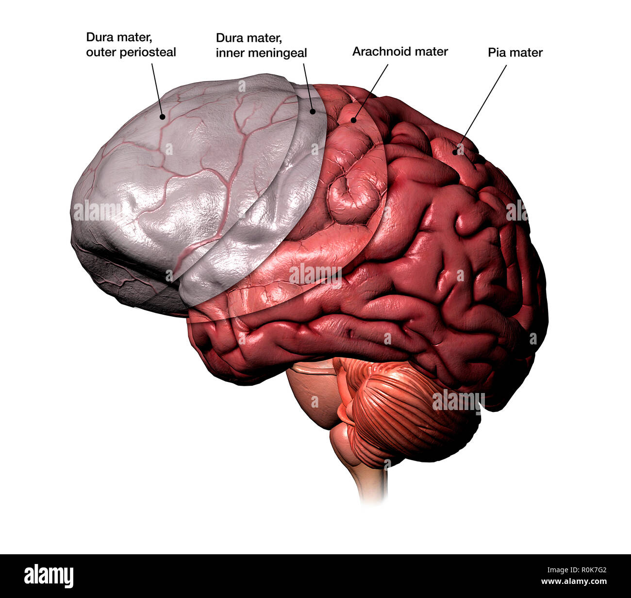 Gehirn meningen Schichten, mit Etiketten. Stockfoto