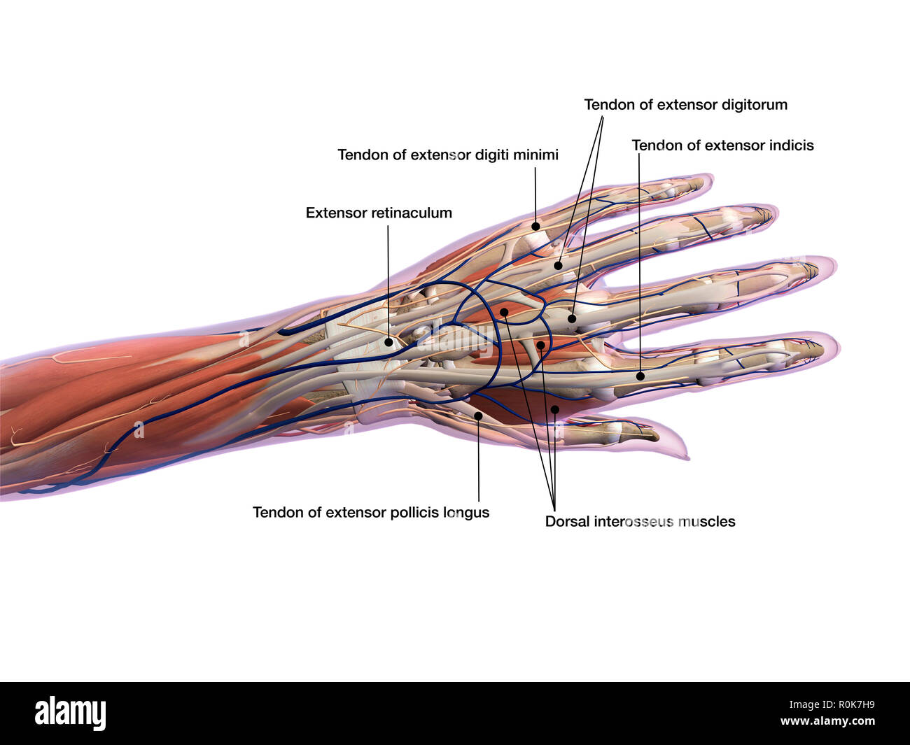 Anatomie der menschlichen Hand mit Etiketten, dorsalansicht. Stockfoto