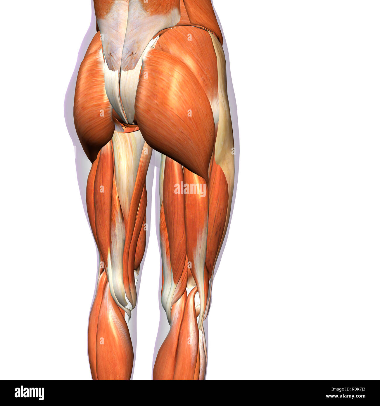 Ansicht der Rückseite des weiblichen Hüft- und Beinmuskulatur auf weißem Hintergrund. Stockfoto