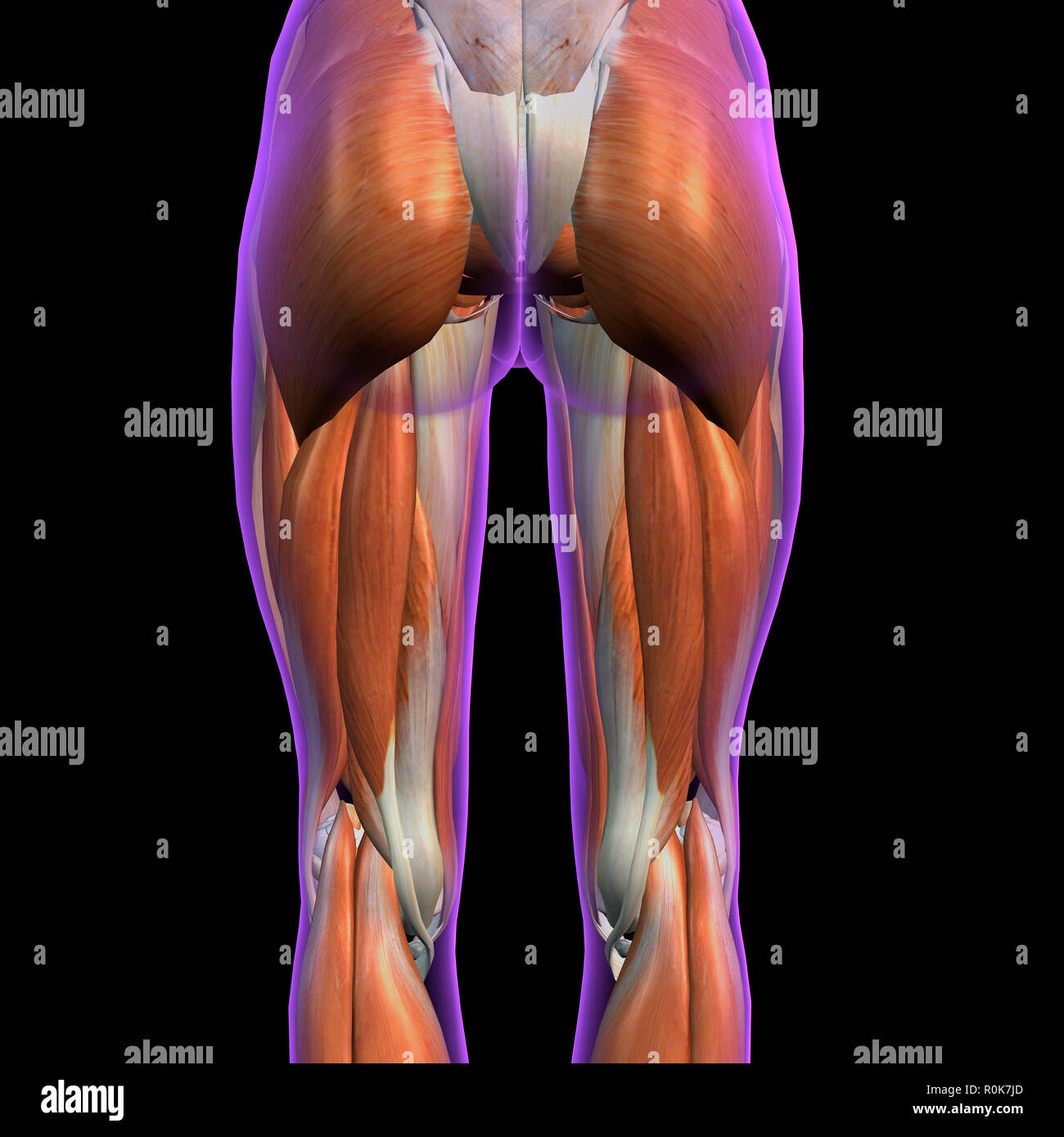 Hintere Ansicht der weiblichen Hüft- und Beinmuskulatur auf schwarzem Hintergrund. Stockfoto