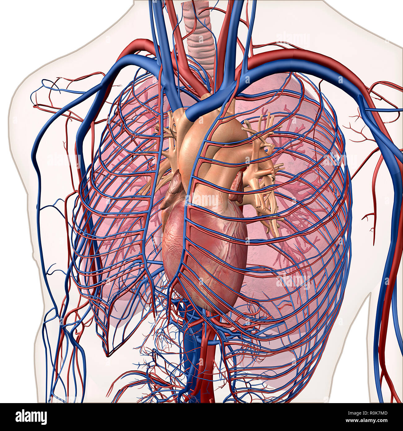 Ebenenansicht anzeigen von Kreislauf und die Atmungsorgane. Stockfoto