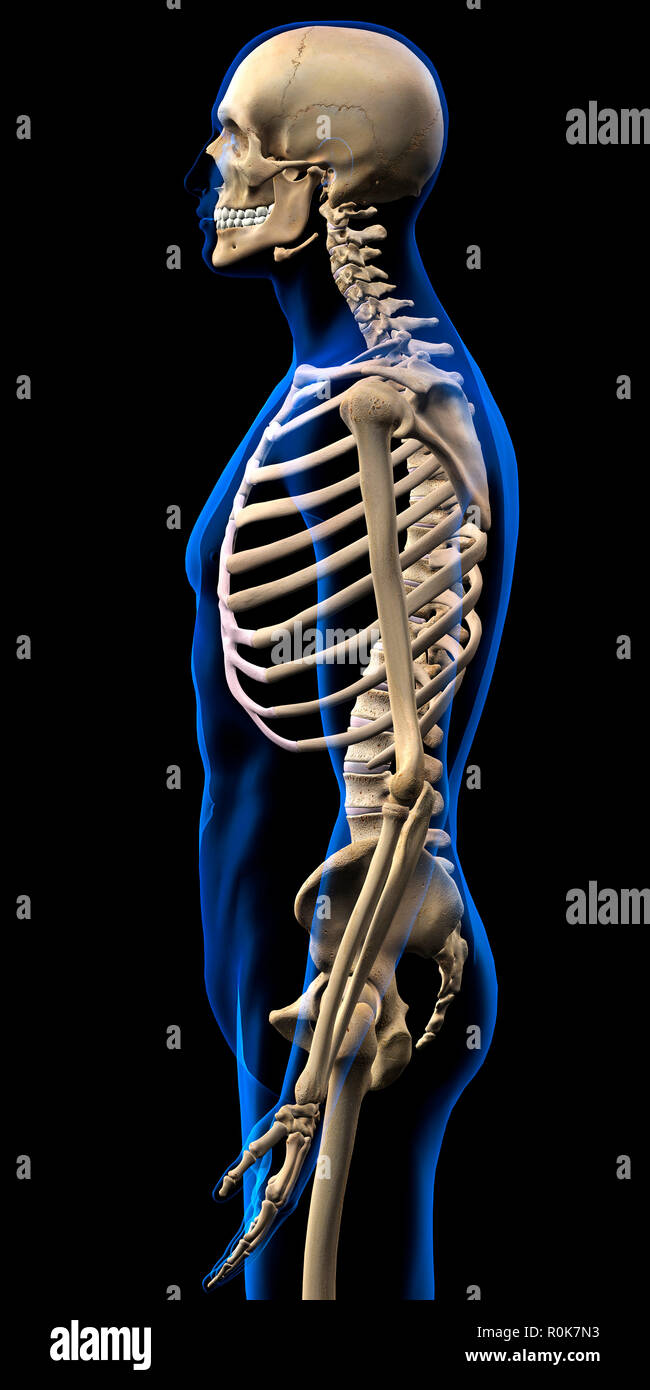 Menschliches Skelett, Seitenansicht mit blauen x-ray Körperumriss. Stockfoto