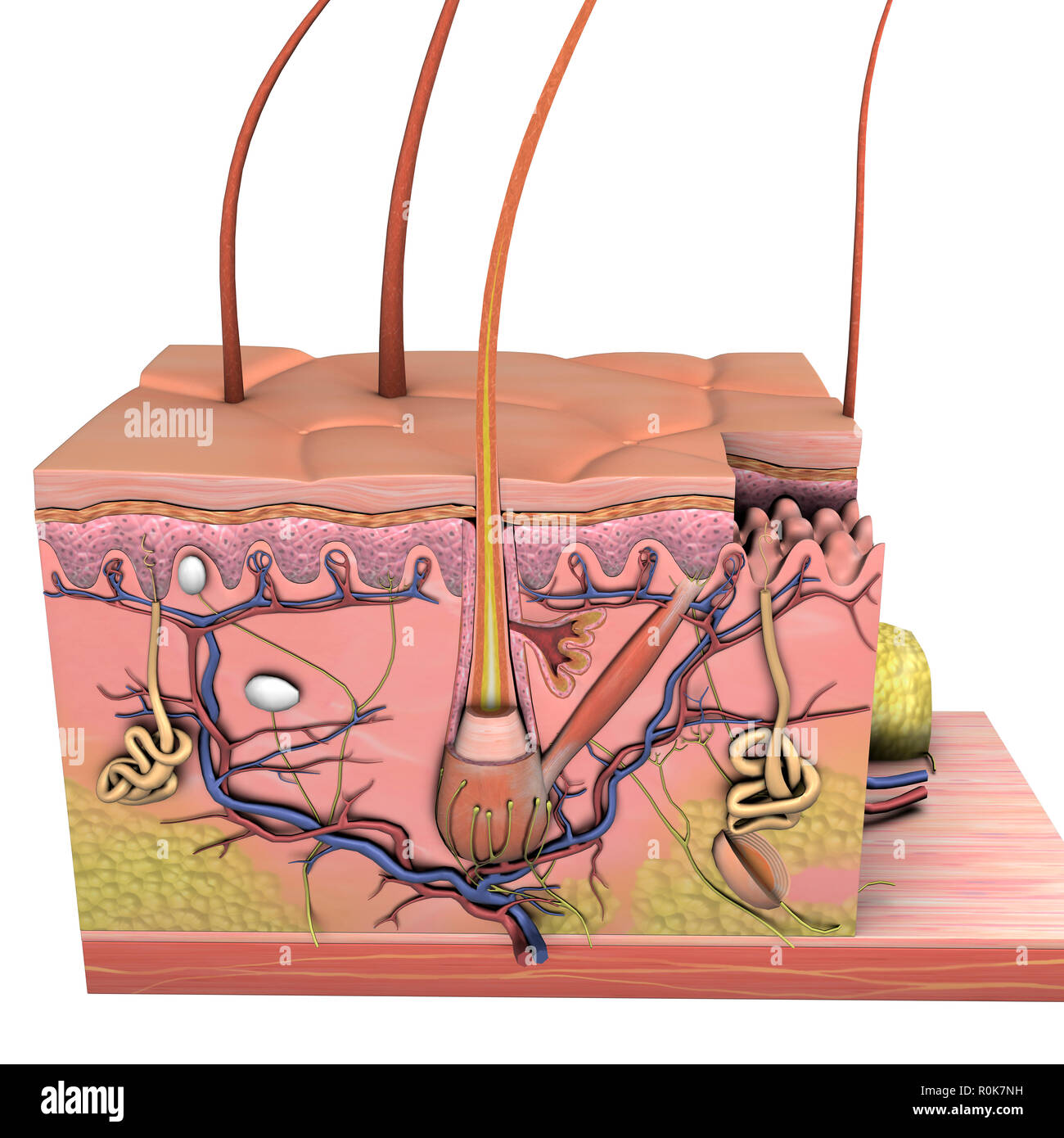 Anatomie der Haut, der Querschnitt auf weißem Hintergrund. Stockfoto