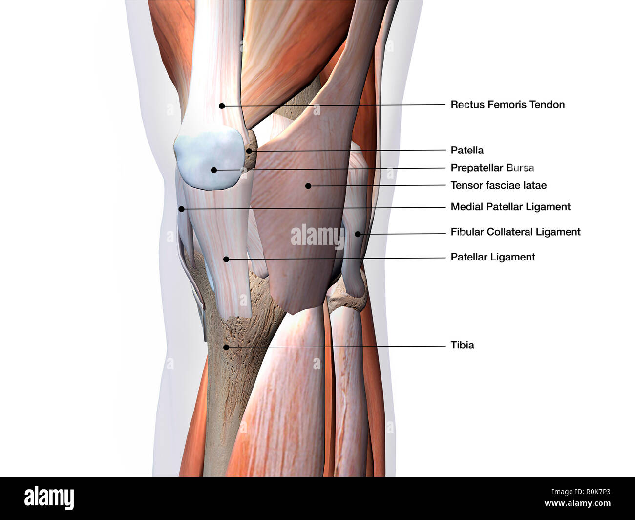 Kniegelenk zeigt Muskeln und Bänder mit Etiketten. Stockfoto Kniegelenk zeigt Muskeln und Bänder mit Etiketten. Stockfoto
