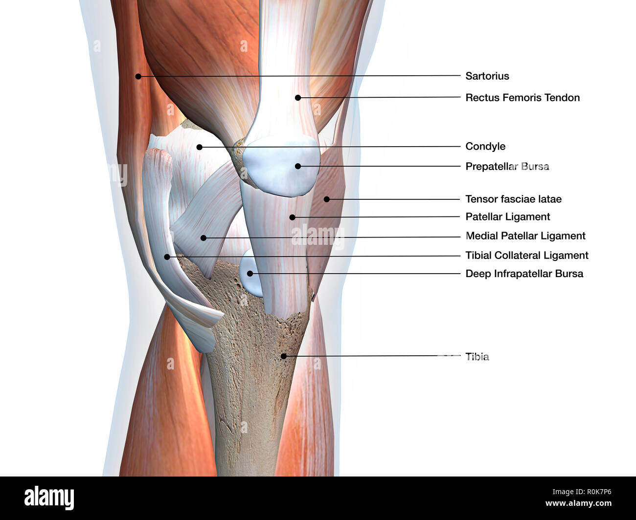 Kniegelenk zeigt Muskeln und Bänder mit Etiketten. Stockfoto