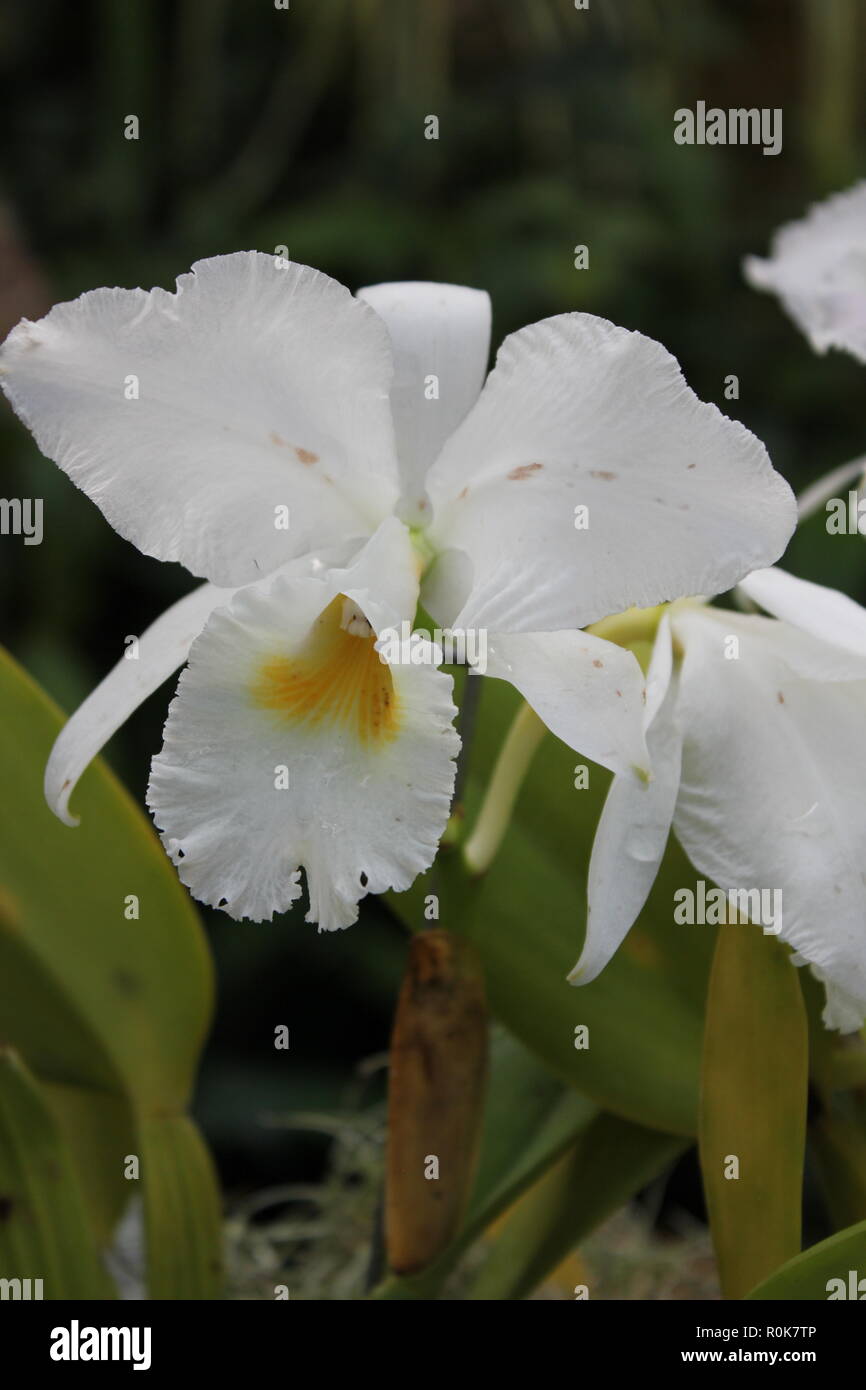 Makellose Schone Beeindruckende Kultiviert Cattleya Orchideen Bluhende Pflanze Am Lincoln Park Conservatory In Chicago Illinois Stockfotografie Alamy