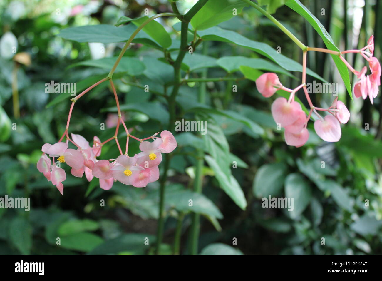 Cane Begonia, Begonia cultivar, Flower ist eine makellose, schöne, atemberaubende Kulturpflanzen, die im Blumengarten wachsen. Stockfoto