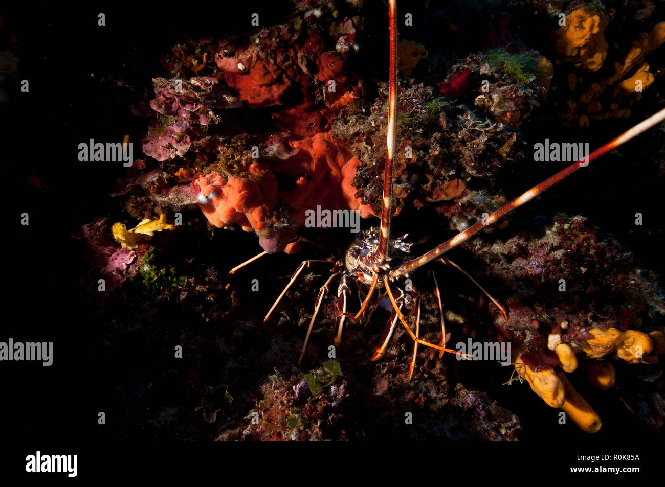 Langusta in der Höhle, Santorini, Griechenland. Stockfoto