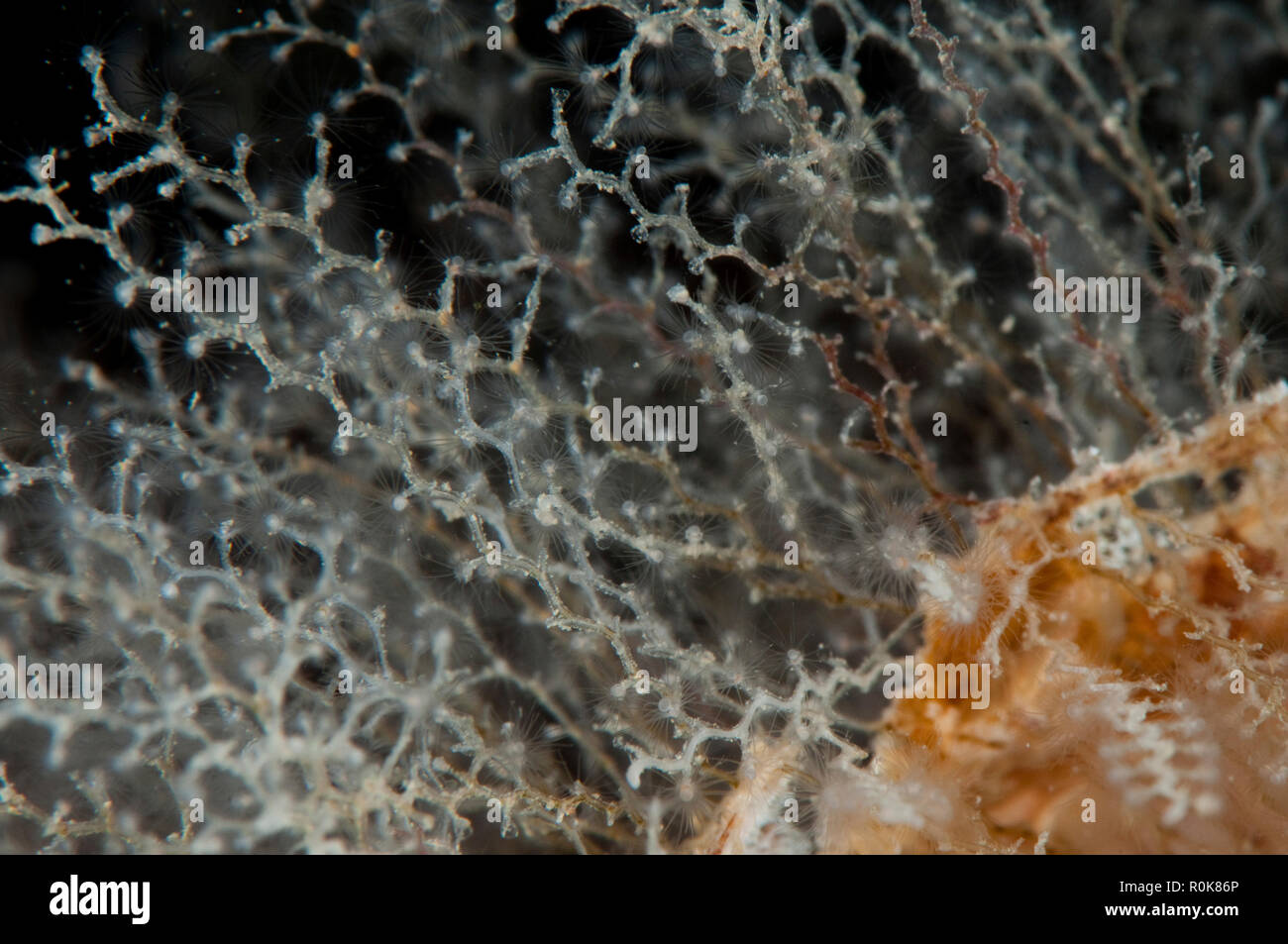 Hydroid polyp -Fotos und -Bildmaterial in hoher Auflösung – Alamy