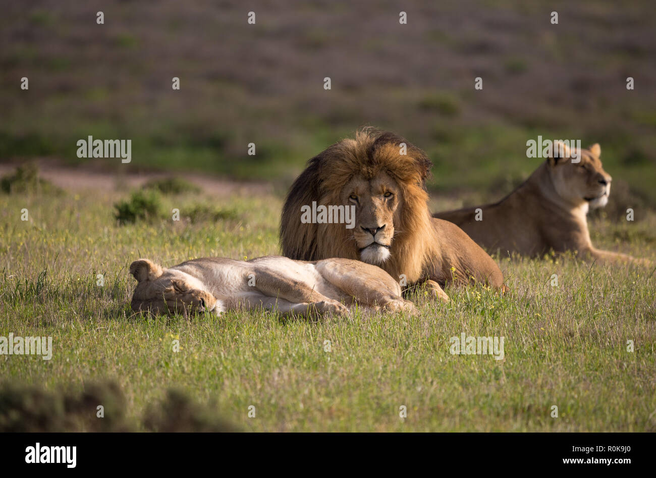 Kleine stolz, bestehend aus einem Löwen und zwei Löwinnen (Leo panthera) liegen in der Natur von Südafrika während am frühen Morgen Pirschfahrt im Frühjahr Stockfoto