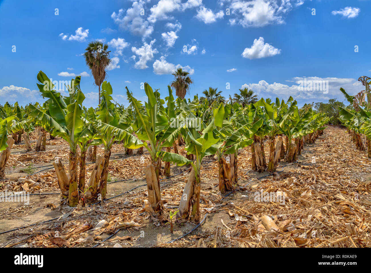 Bananenplantage, unter blauem Himmel auf der Insel Zypern. Stockfoto
