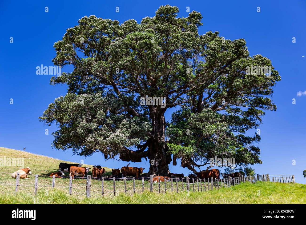 Vieh auf der Suche nach Schatten, Waiheke Island, Neuseeland Stockfoto