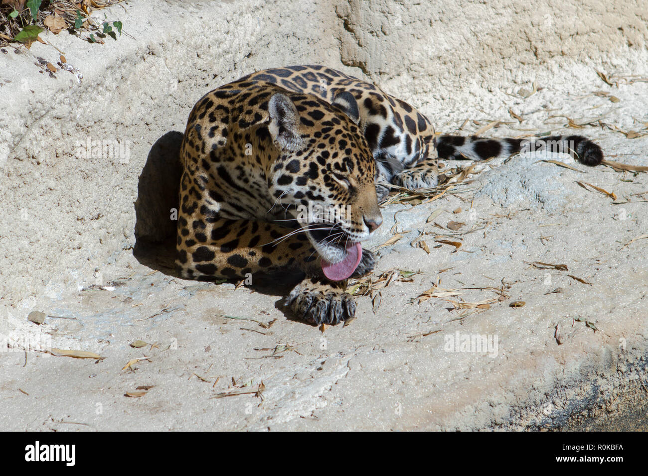 Le Jaguar (Panthera onca) est un mammifère Carnivore de la famille des Felidae. C'est l'un des Cinq "Grands félins "du genre Panthera, avec Le Tigre Stockfoto