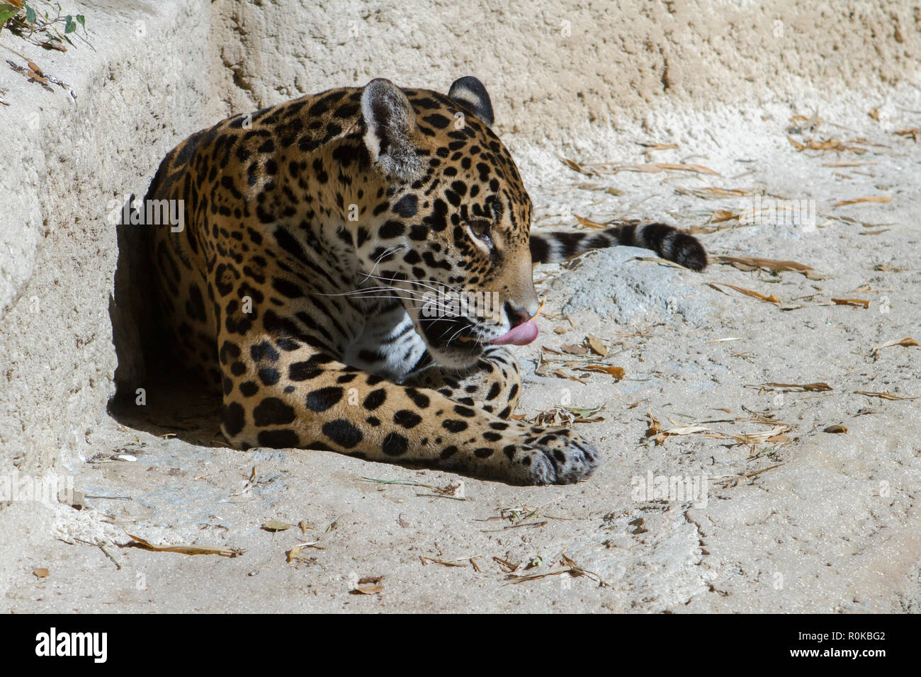 Le Jaguar (Panthera onca) est un mammifère Carnivore de la famille des Felidae. C'est l'un des Cinq "Grands félins "du genre Panthera, avec Le Tigre Stockfoto