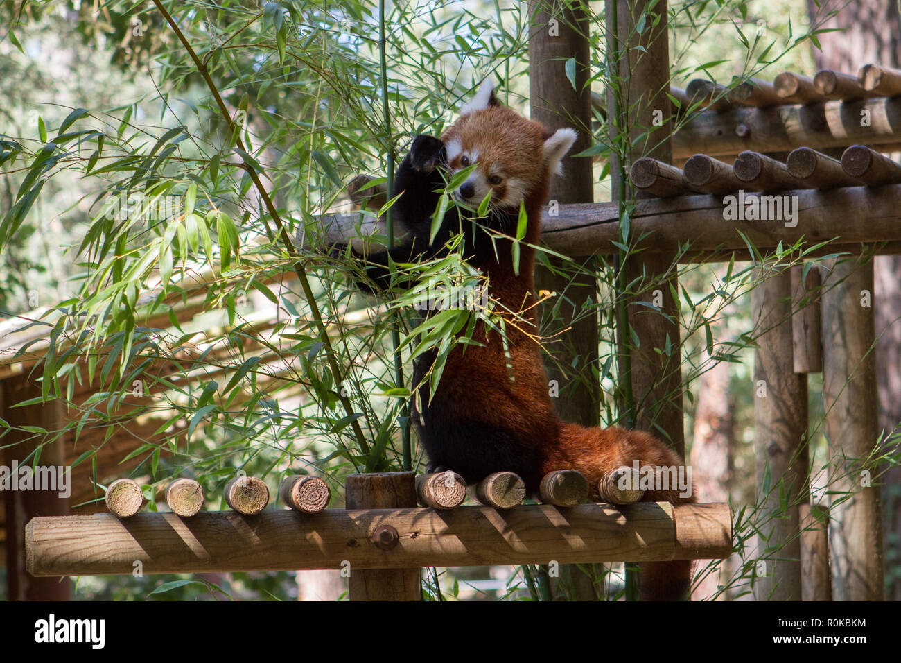 wallpapers Photo De Panda Roux alamy
