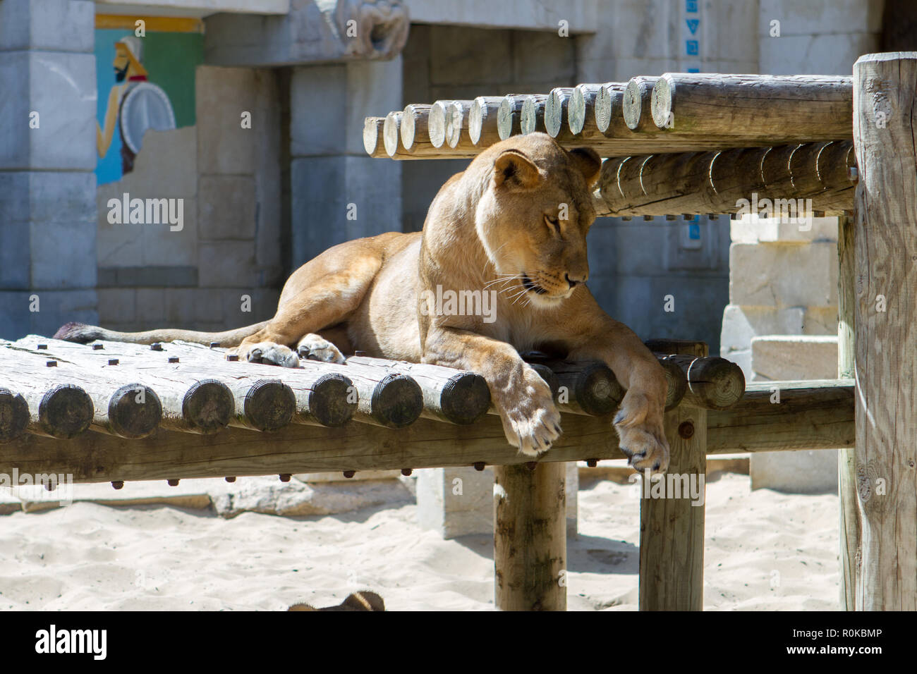 Le Löwe (Panthera leo) est une espèce de mammifères Fleischfresser de la famille des félidés. La femelle du Lion est la lionne, Sohn petit est le lionceau. Stockfoto