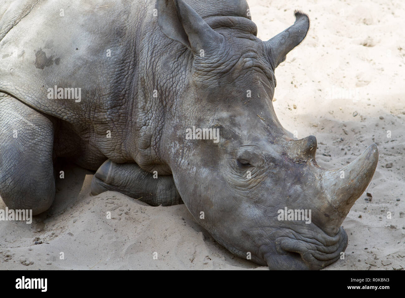 Les rhinocéros sind mammifères Pflanzenfresser appartenant à la Famille de Rhinocerotidae, Ordre des périssodactyles. Toutes les espèces de Rhinocéros Stockfoto