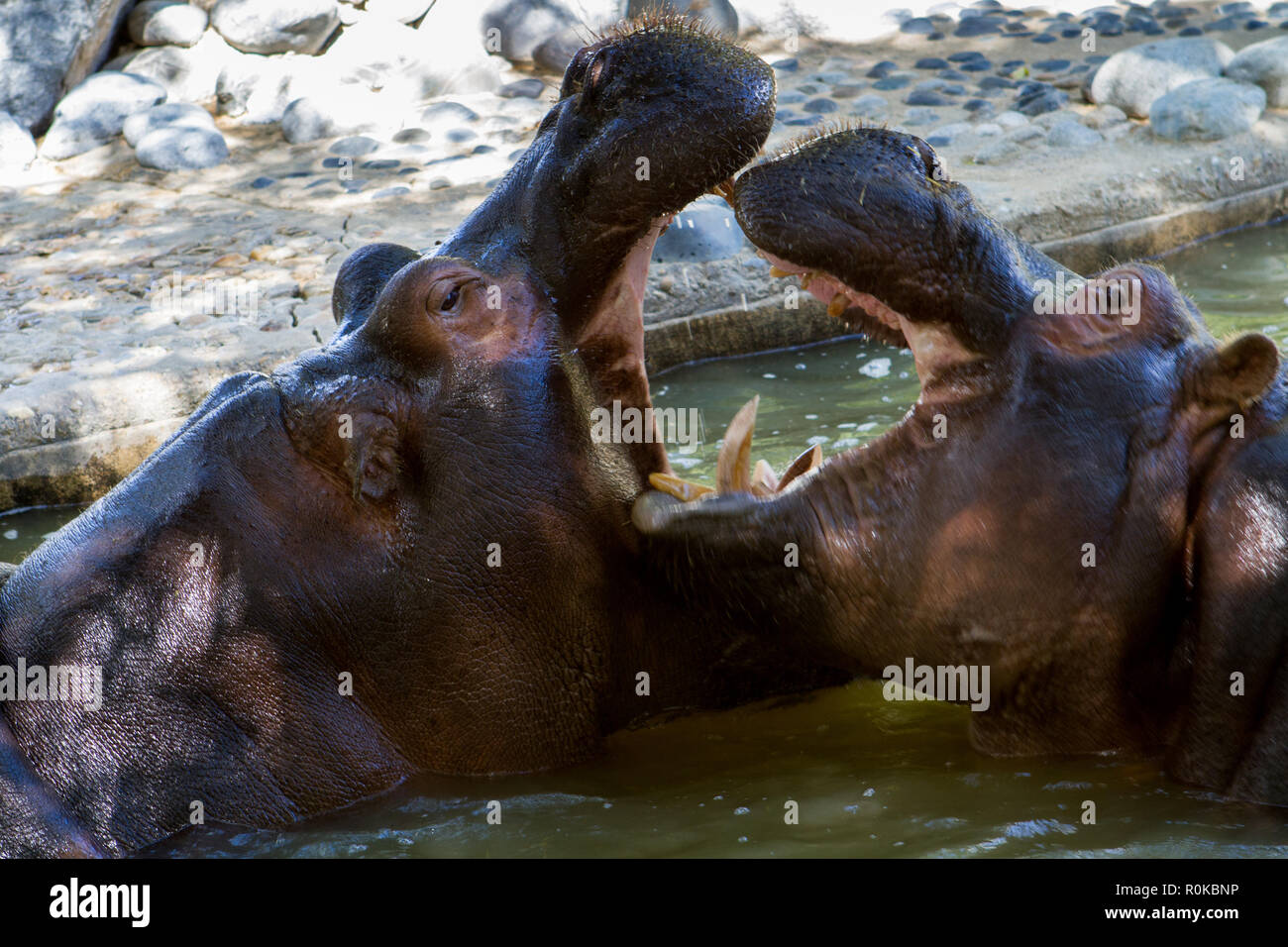 Les hippopotames (Hippopotamidae) forment Une famille regroupant plusieurs espèces de mammifères cétartiodactyles relativement génétiquement proches d Stockfoto