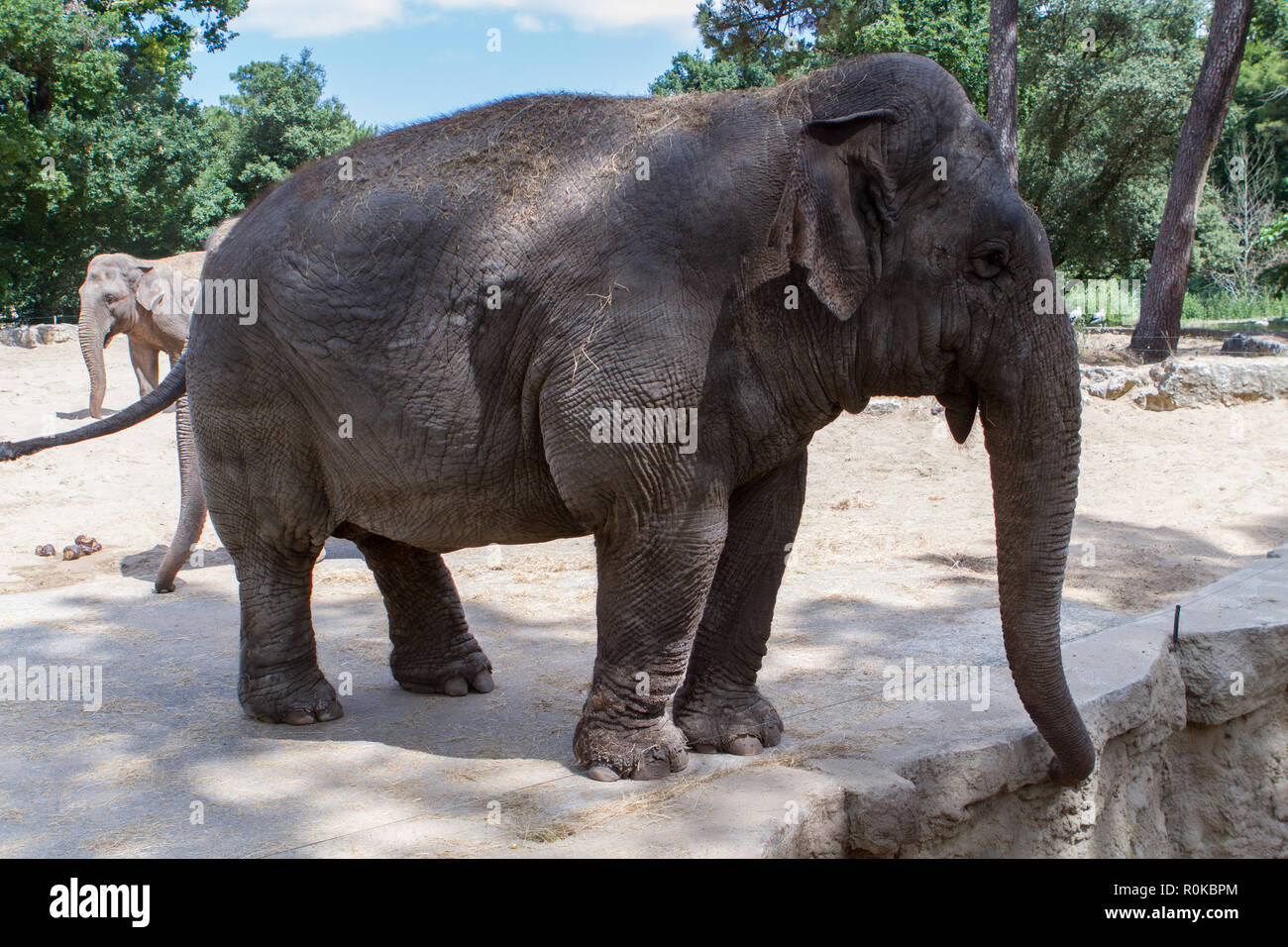 L'éléphant d'Asie; il mesure de 2 à 3,50 mètres au garott, ne présente qu'un Seul "doigt" préhensile au bout de la Trompe et possède Les Oreilles ein Stockfoto