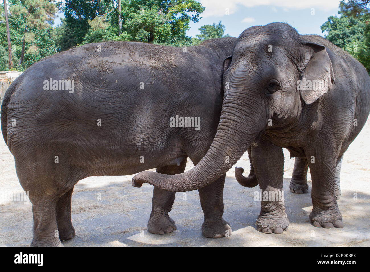 L'éléphant d'Asie; il mesure de 2 à 3,50 mètres au garott, ne présente qu'un Seul "doigt" préhensile au bout de la Trompe et possède Les Oreilles ein Stockfoto