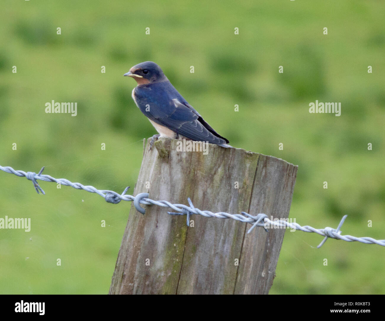 Scheune Swalllow wissen einfach als Schlucken (Hirundo rustica) auf einem Zaunpfosten, UK im August gehockt Stockfoto