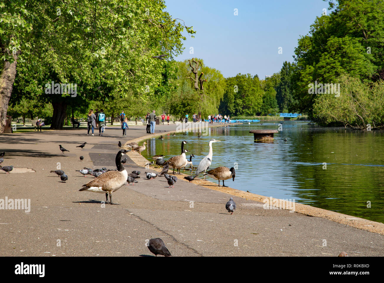 Regent's Park, London, Vereinigtes Königreich Stockfoto