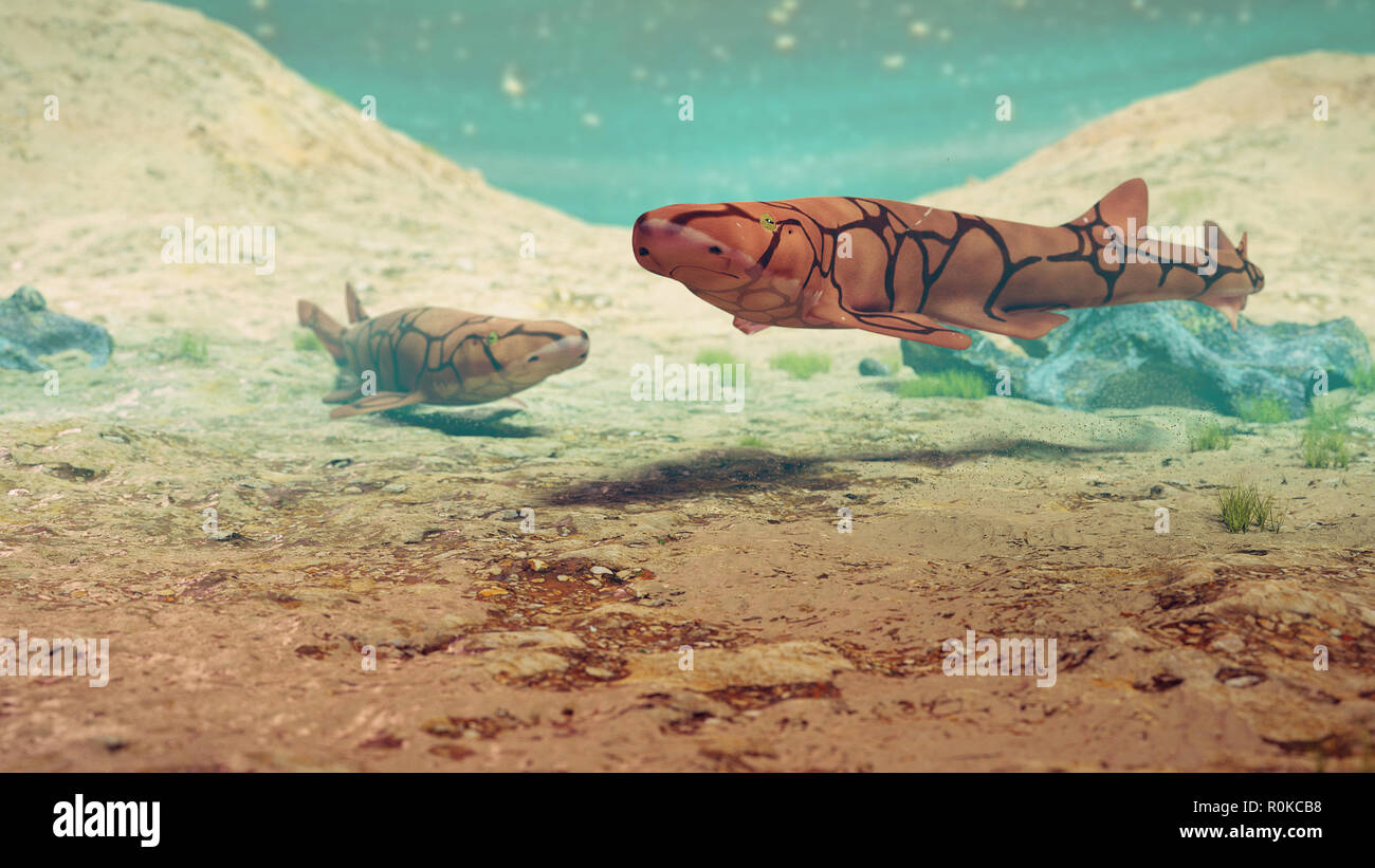 Zwei Kette catsharks (Scyliorhinus retifer) eine kleine Haie im Atlantik. Stockfoto