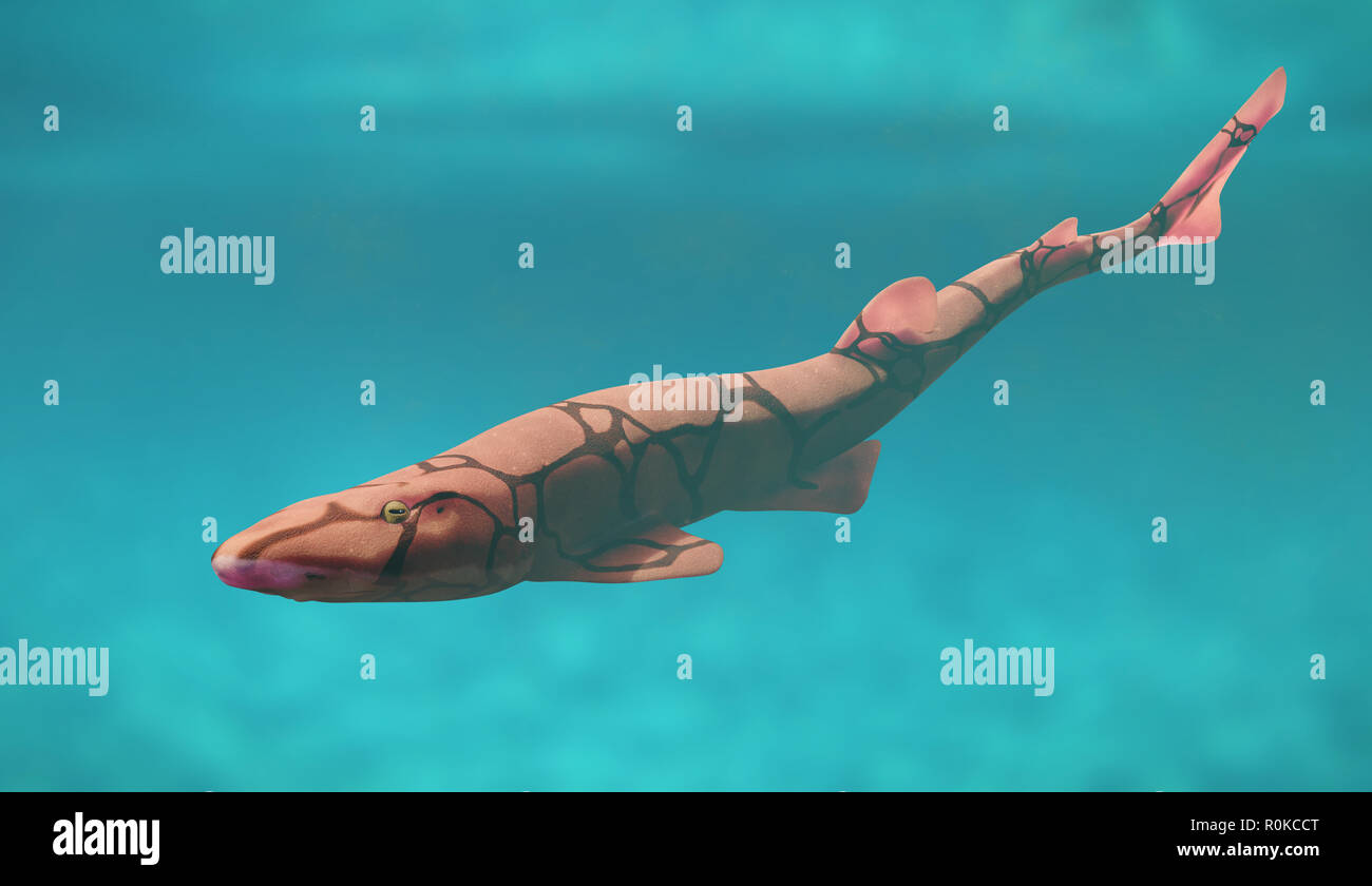 Kette catshark (Scyliorhinus retifer) kleine Haie im Atlantik. Stockfoto