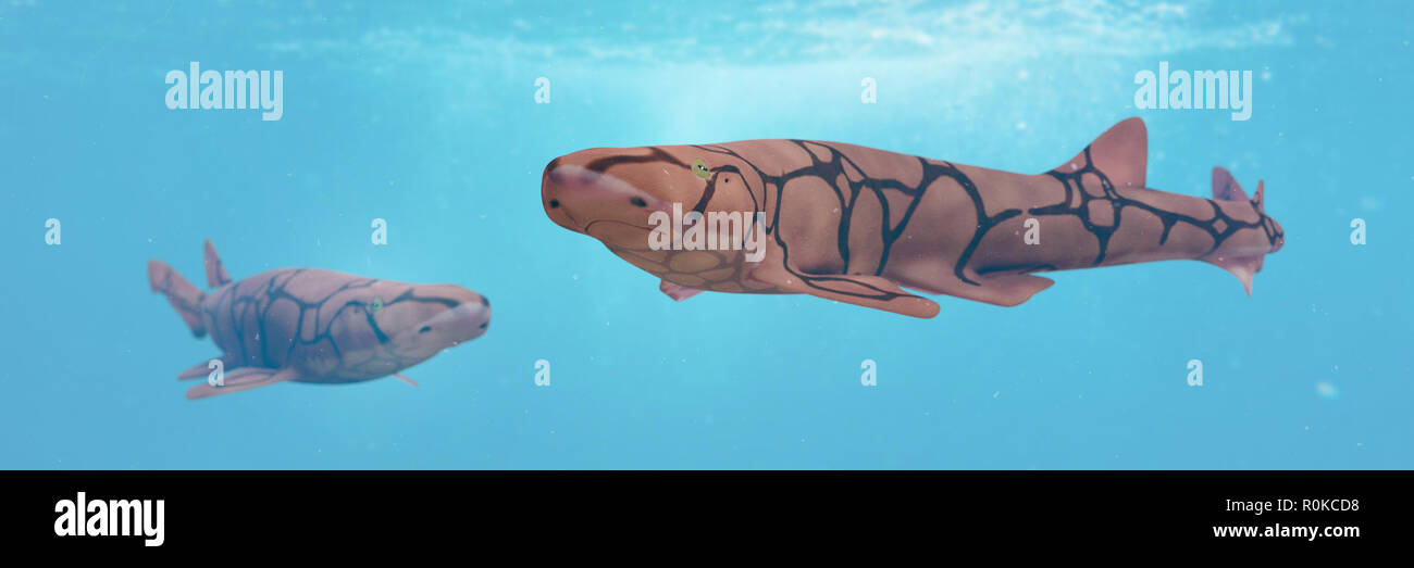 Kette catsharks (Scyliorhinus retifer), kleine Haie im Atlantik. Stockfoto