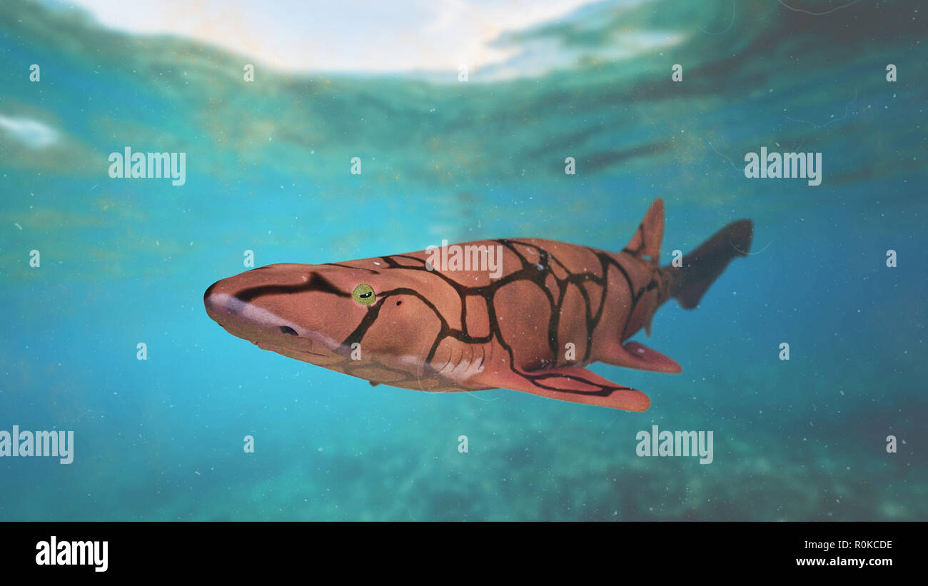 Kette catshark (Scyliorhinus retifer) kleine Haie im Atlantik. Stockfoto