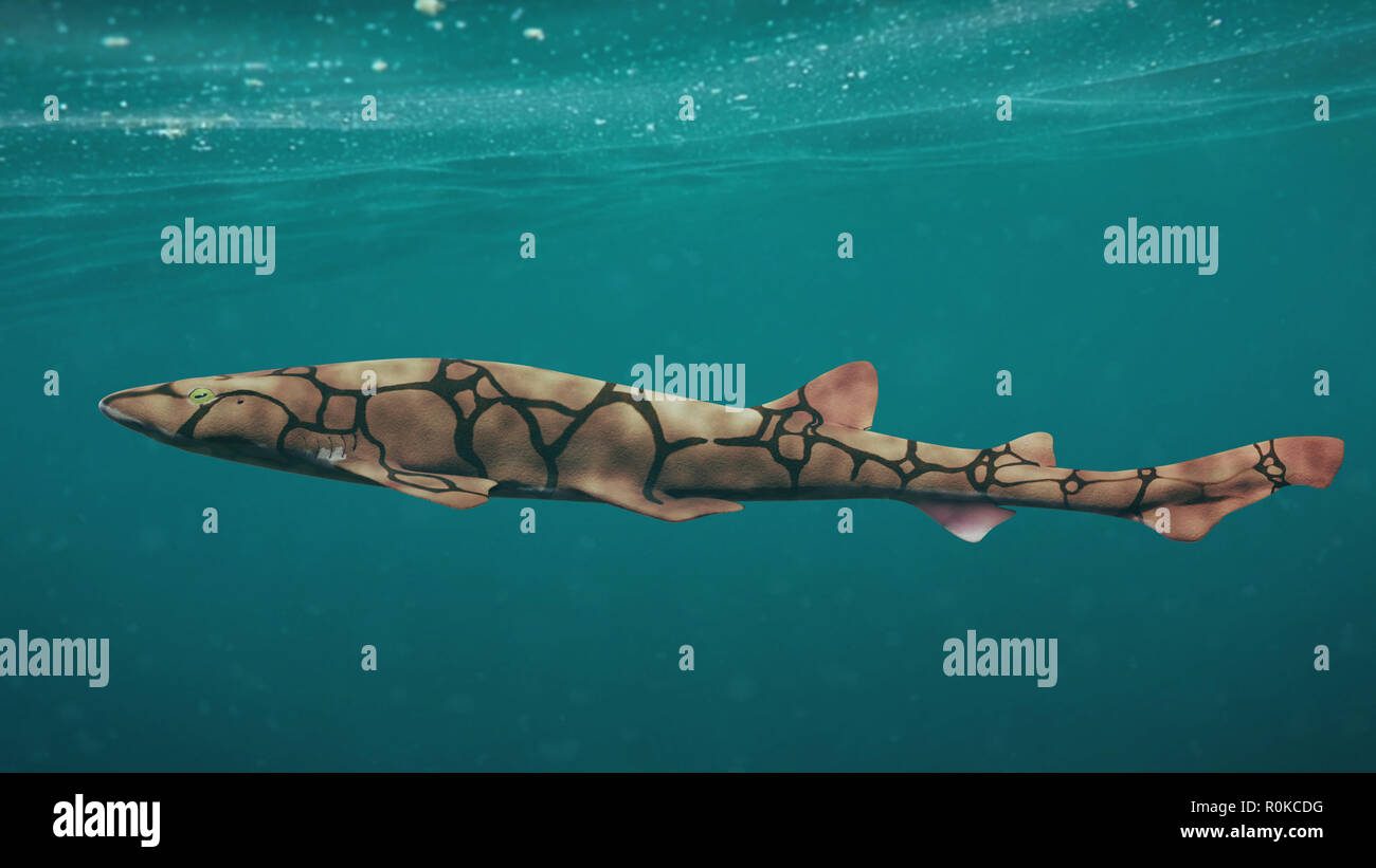 Kette catshark (Scyliorhinus retifer) kleine Haie im Atlantik. Stockfoto