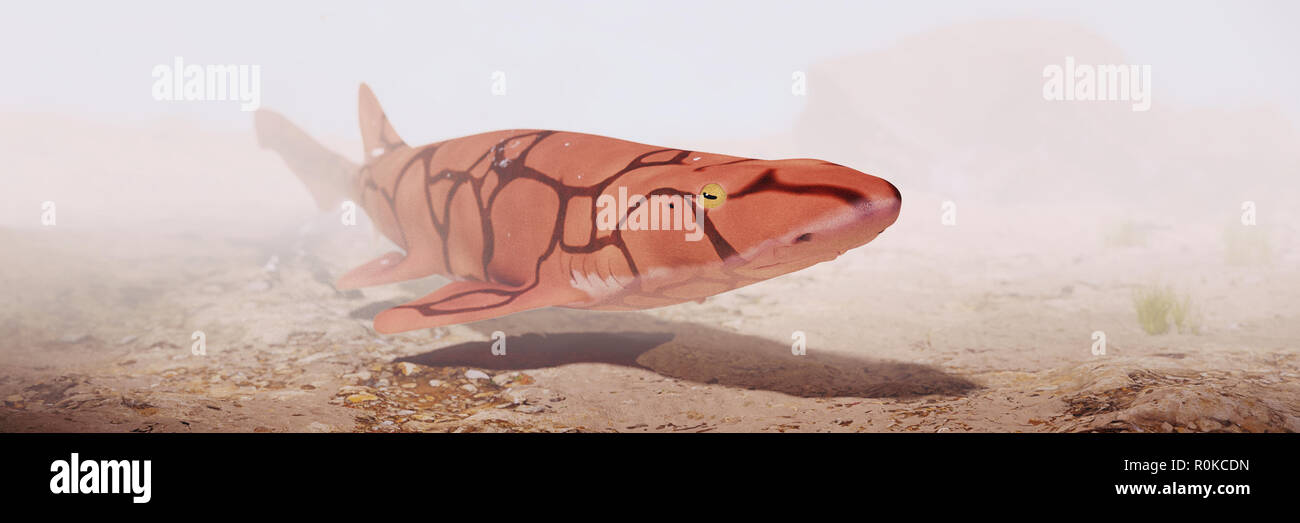 Kette catshark (Scyliorhinus retifer) eine kleine biofluorescent und vernetztem Shark Stockfoto