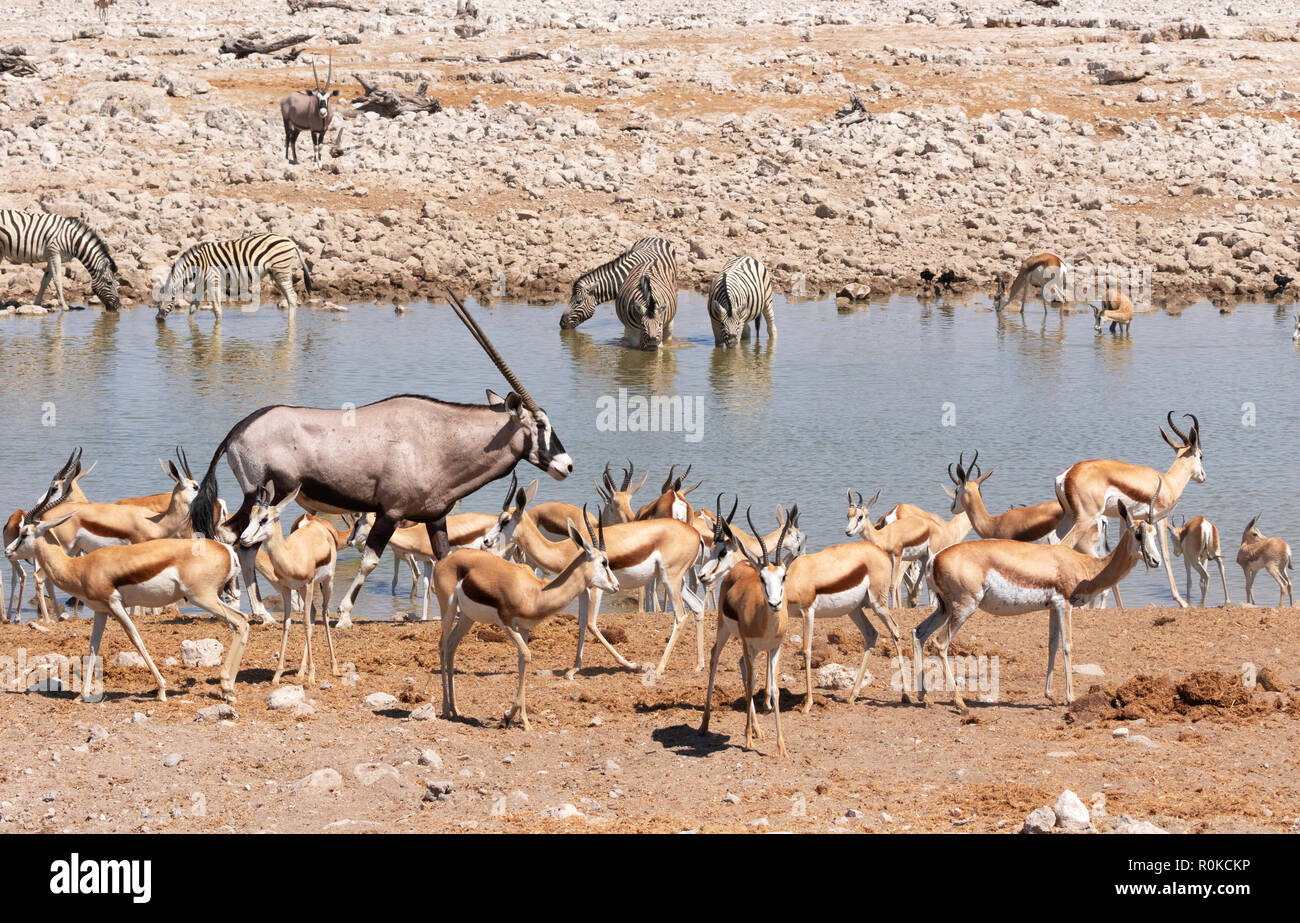 African Wildlife: eine Vielzahl von Tieren, darunter Springbock, Oryx und Zebra um Okaukuejo Wasserloch, Etosha National Park, Namibia, Afrika Stockfoto