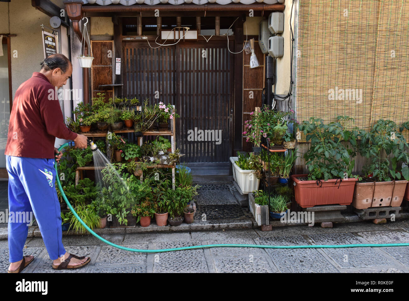 Mann Bewässerung von Pflanzen, Gion, Kyoto, Japan Stockfoto