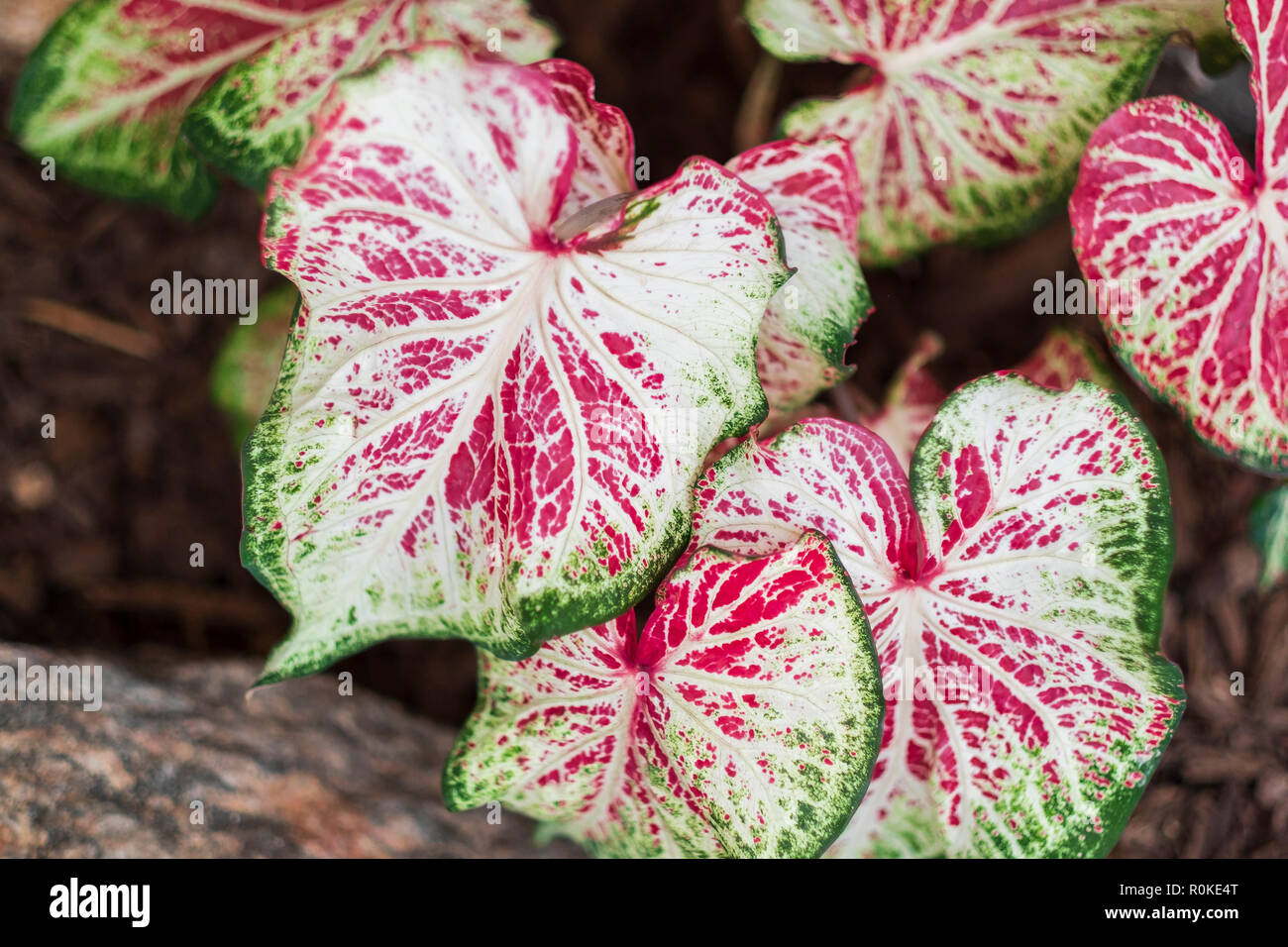 Rosa und grün Caladiums'', gingerland Arceae, wachsen in einem Blumenbeet in Oklahoma, USA. Stockfoto