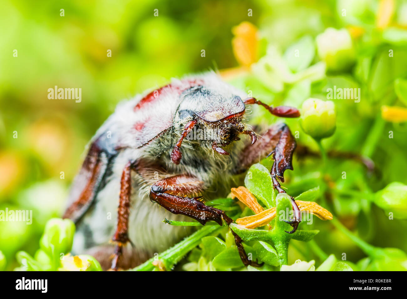Maikäfer Melolontha kann Beetle Bug Insekt Makro Stockfoto