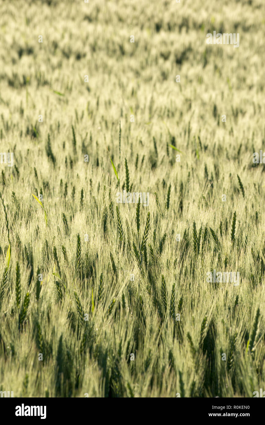 Gerste wachsenden in Oregon Wallowa Tal. Stockfoto