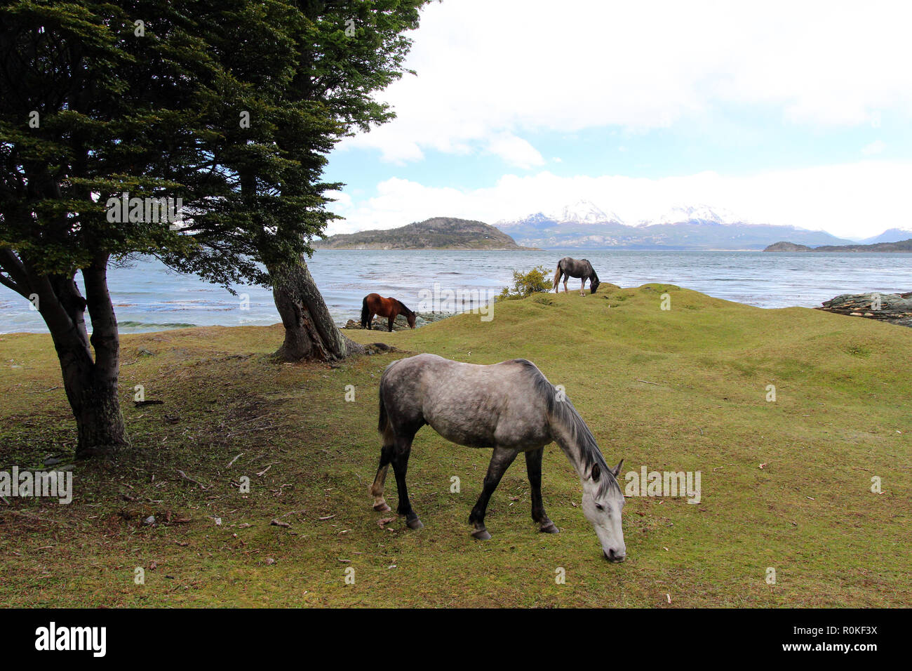 Drei wilde Pferde grasen auf einem grasbewachsenen Hügel in Tierra del Fuego National Park, Argentinien Stockfoto