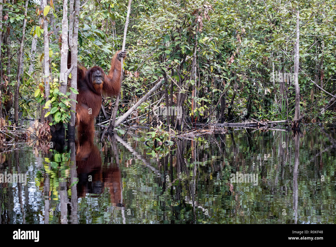 König des Sumpfes, wilde Mann bornesischen Orang-utan, Pongo pygmaeus, auf der Buluh Kecil Fluss, Borneo, Indonesien. Stockfoto