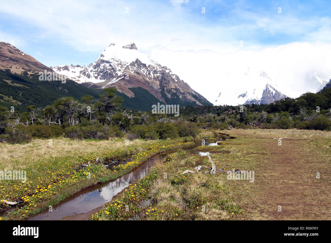 Löwenzahn blühen entlang eines Baches der Schneeschmelze im Frühjahr, Glacier National Park, in der Nähe von El Chalten, Argentinien Stockfoto