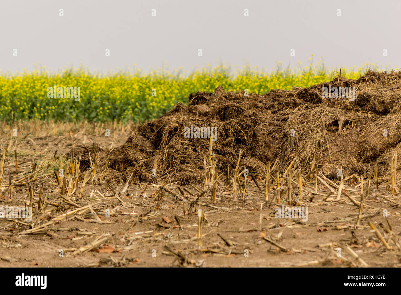 In den späten Herbst. Stapel von Dünger aus Kuhmist und Stroh auf einem abgeernteten Maisfeld. Hintergrund-blühenden gelben Senf (Sinapis alba). Podlasien, Polen. Stockfoto