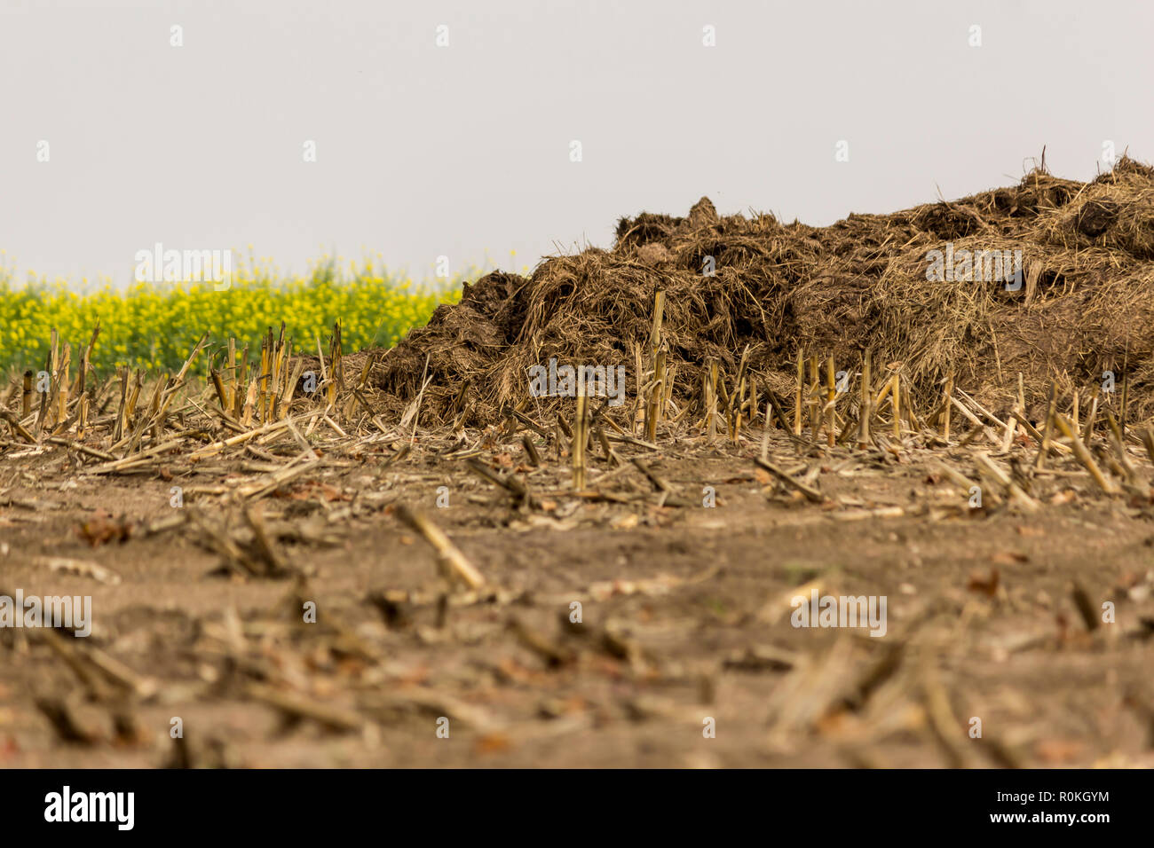 In den späten Herbst. Stapel von Dünger aus Kuhmist und Stroh auf einem abgeernteten Maisfeld. Hintergrund-blühenden gelben Senf (Sinapis alba). Podlasien, Polen. Stockfoto