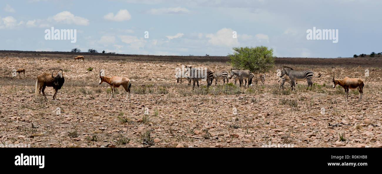 Panorama von weidenden Tieren in Mountain Zebra National Park Stockfoto