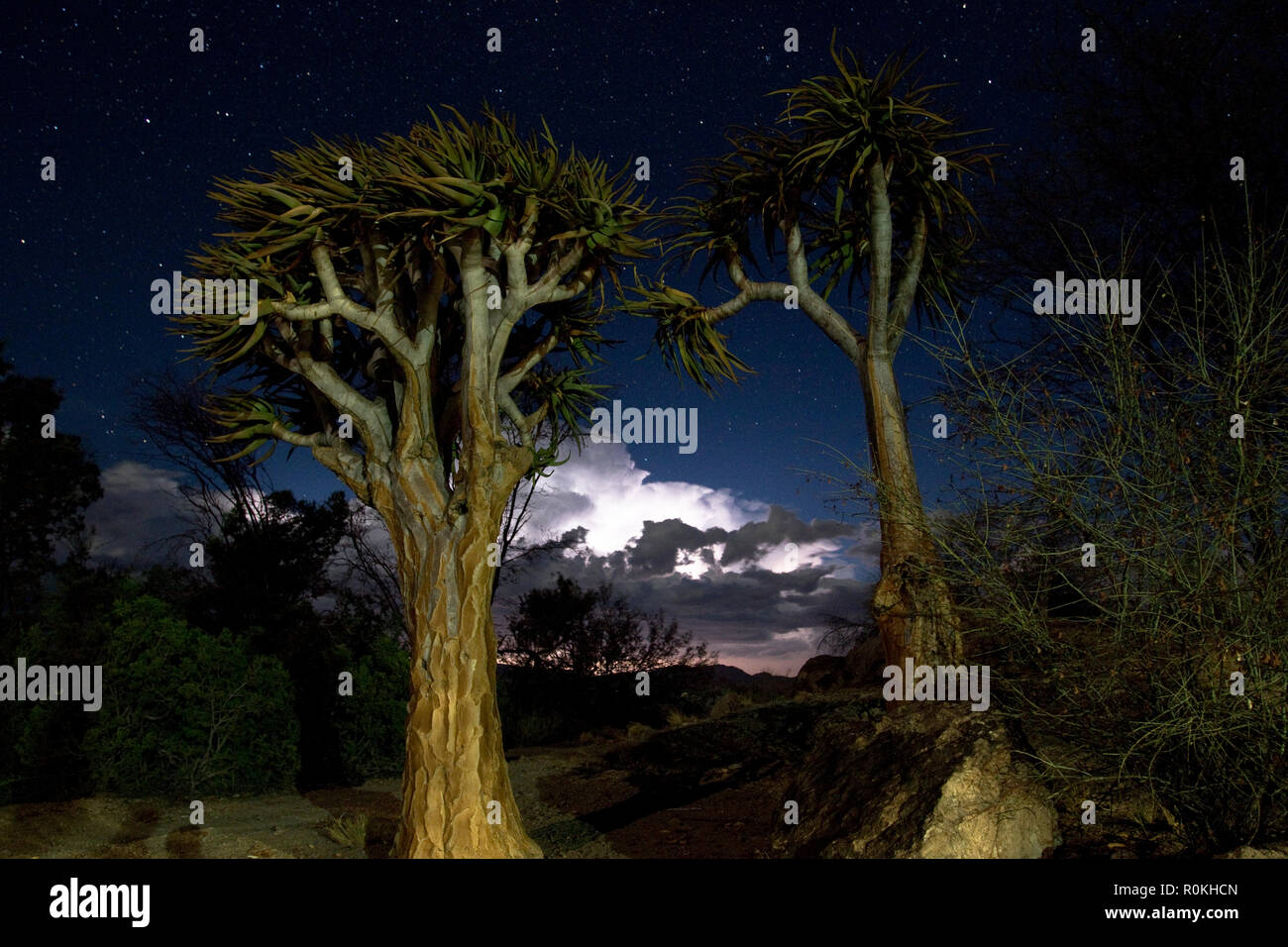 Köcherbäume in der Augrabies Nationalpark Stockfoto