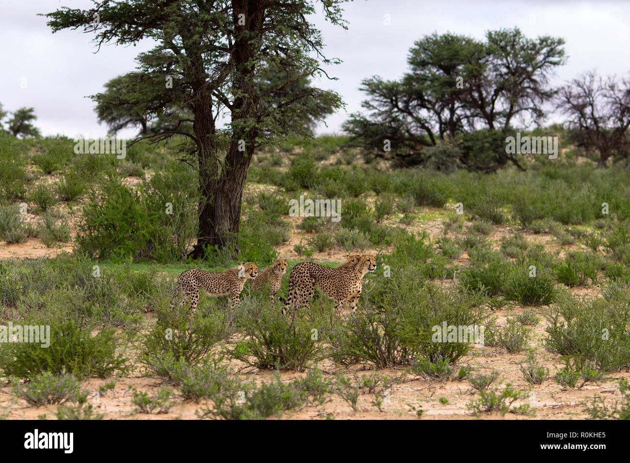 Geparden in der Kgalagadi National Park Stockfoto