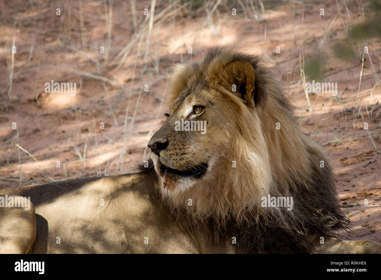 Löwe im Kgalagadi Nationalpark Stockfoto