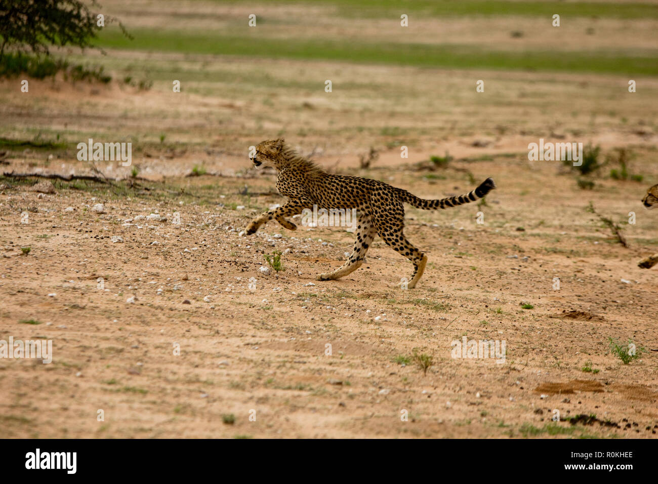 Gepard in der Kgalagadi National Park Stockfoto