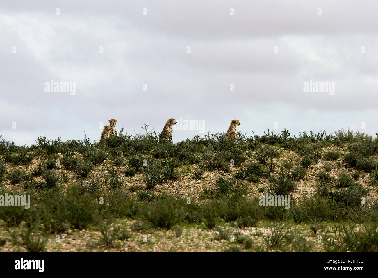 Geparden in der Kgalagadi National Park Stockfoto